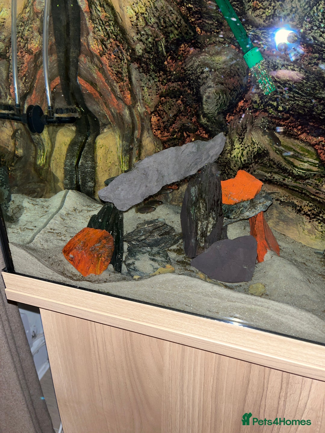 Cichlids fish for sale: Multis Multifasciatus Neolamprologus shell dweller - Image 2