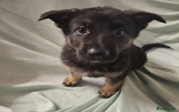 German Shepherd dogs for sale: *Ready Now* Pure Bred German Shepherd Pups - Image 8