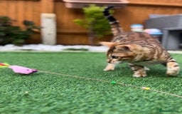 Bengal cats for sale: Beautiful Active Bengal Queen - Imported Line - Image 9