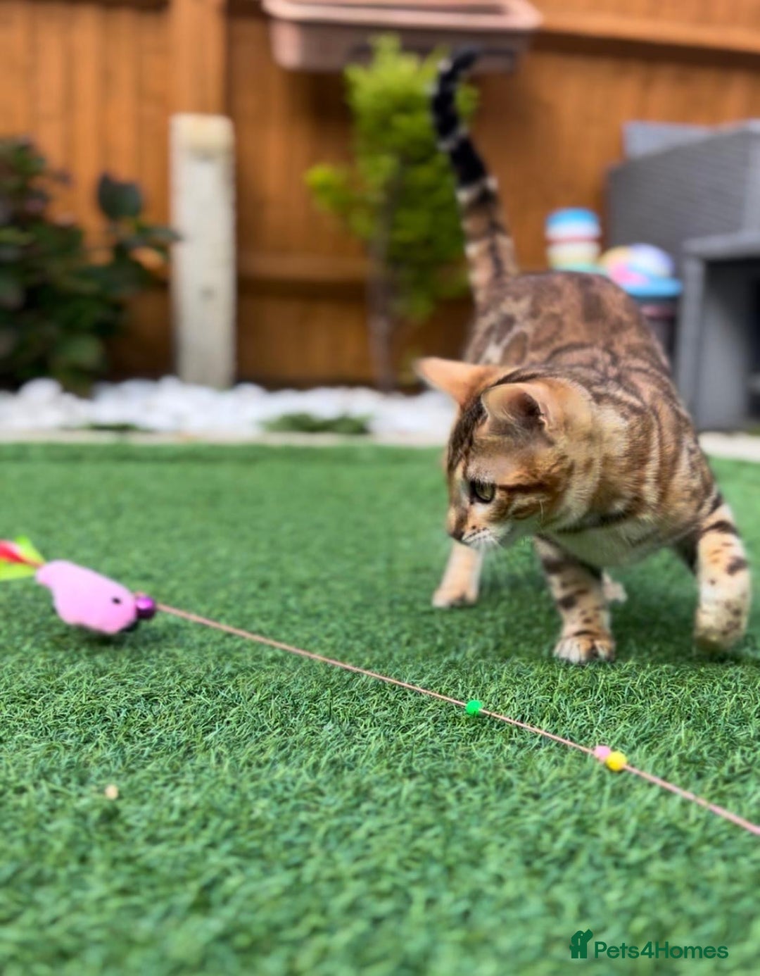 Bengal cats for sale: Beautiful Active Bengal Queen - Imported Line - Image 9