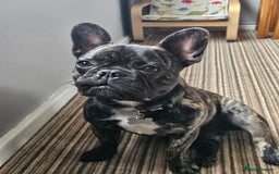 Mixed Breed dogs for sale: Milo, frenchie - Image 1