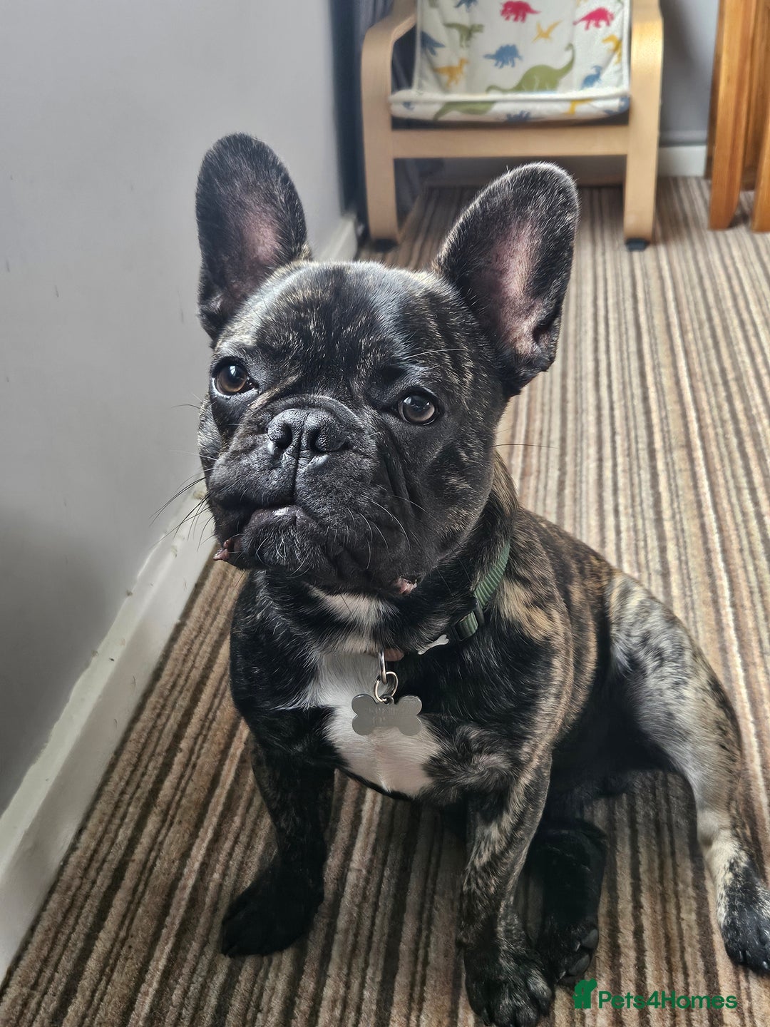 Mixed Breed dogs for sale: Milo, frenchie - Image 1