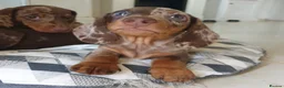 Miniature Dachshund dogs for sale: Adorable Miniature Dachshund Puppy - Chocolate  in London - Advert 13