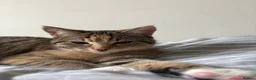 Mixed Breed cats for sale: Binx and Beau  - Advert 11