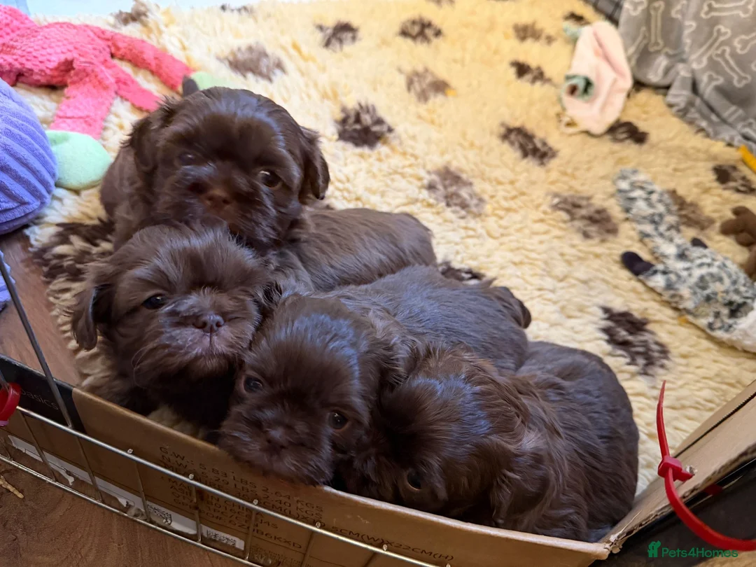 Shih Tzu dogs for sale: Adorable lavender & chocolate Shih Tzu puppies  - Advert 20