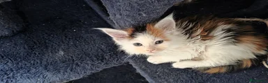 Maine Coon Kitten 4