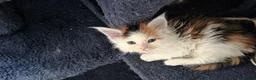Maine Coon cats for sale: STUNNING MAINE COON KITTENS  - Advert 33