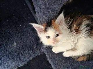 Maine Coon cats STUNNING MAINE COON KITTENS - Advert 3