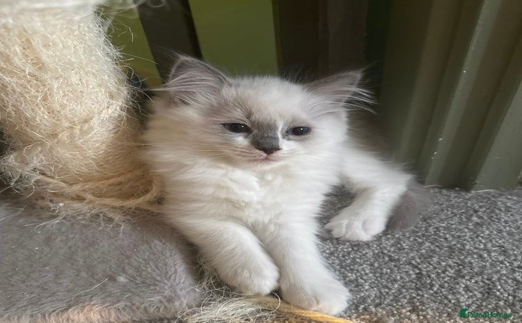 Ragdoll cats - Advert 12