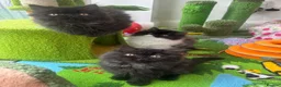 Persian cats for sale: Stunning Persian kitten for sale  - Advert 7