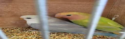 Lovebirds birds for sale: Female peach face lovebirds - Advert 2