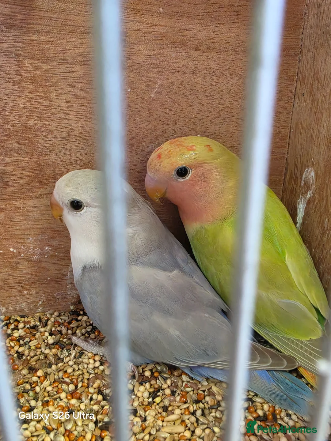 Lovebirds birds for sale: Female peach face lovebirds - Advert 2