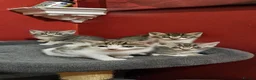 Mixed Breed cats for sale: 4 Mixed Breed Kittens  - Advert 6