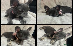 French Bulldog dogs for sale: French bulldogs 2 females remaining  - Advert 2