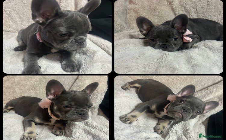 French Bulldog dogs - Advert 9