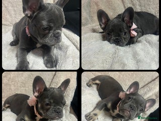 French Bulldog dogs - Advert 1