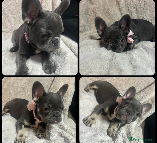 French Bulldog dogs - Advert 5