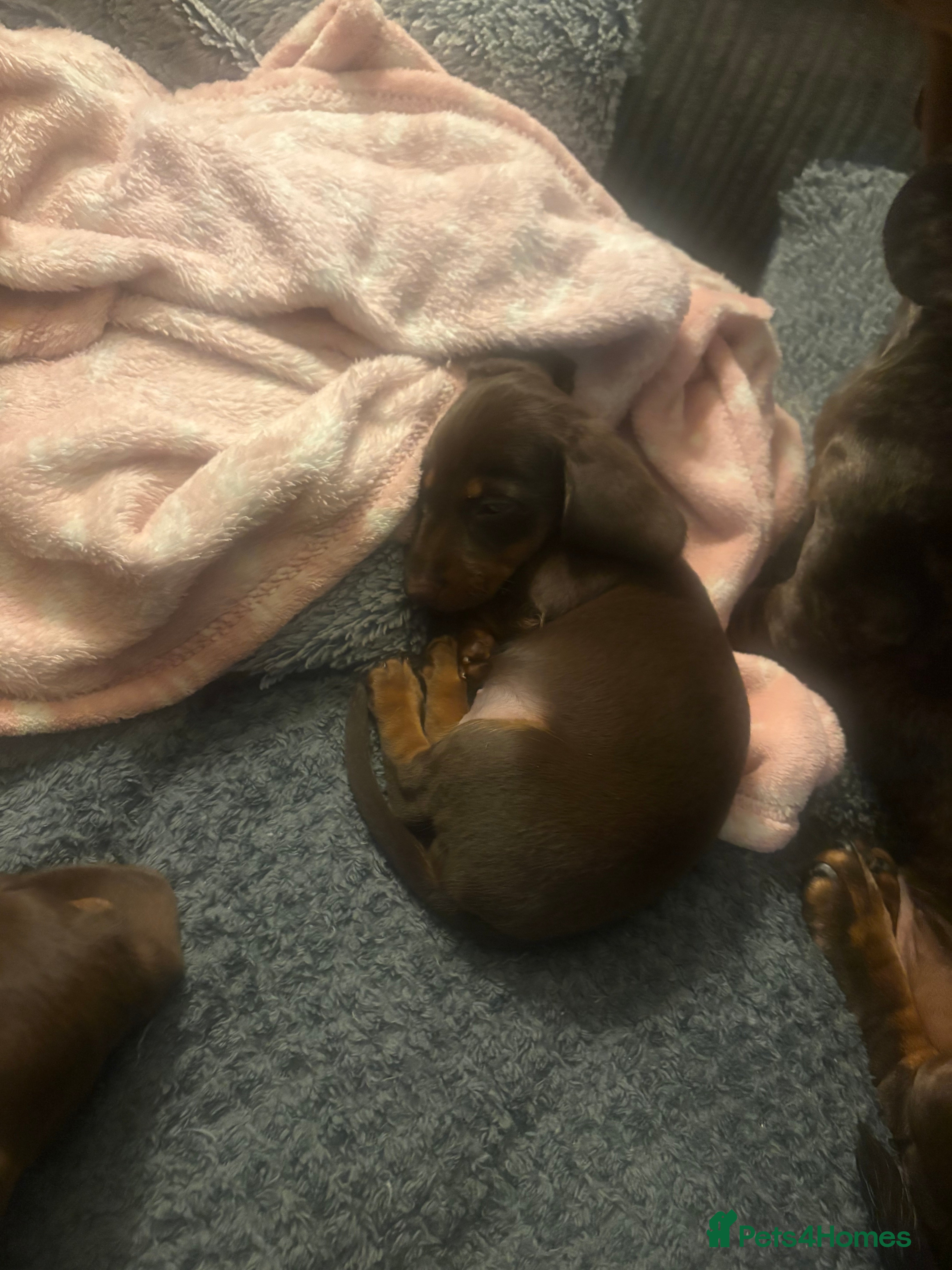 Dachshund dogs Very small miniature dachshund girl - Advert 2