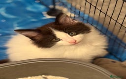 Norwegian Forest Cat cats for sale: SANNVENN Norwegian Forest Cats - Image 14