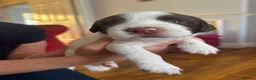 English Springer Spaniel dogs for sale: *One puppy left* KC English Springer Puppies - Advert 28