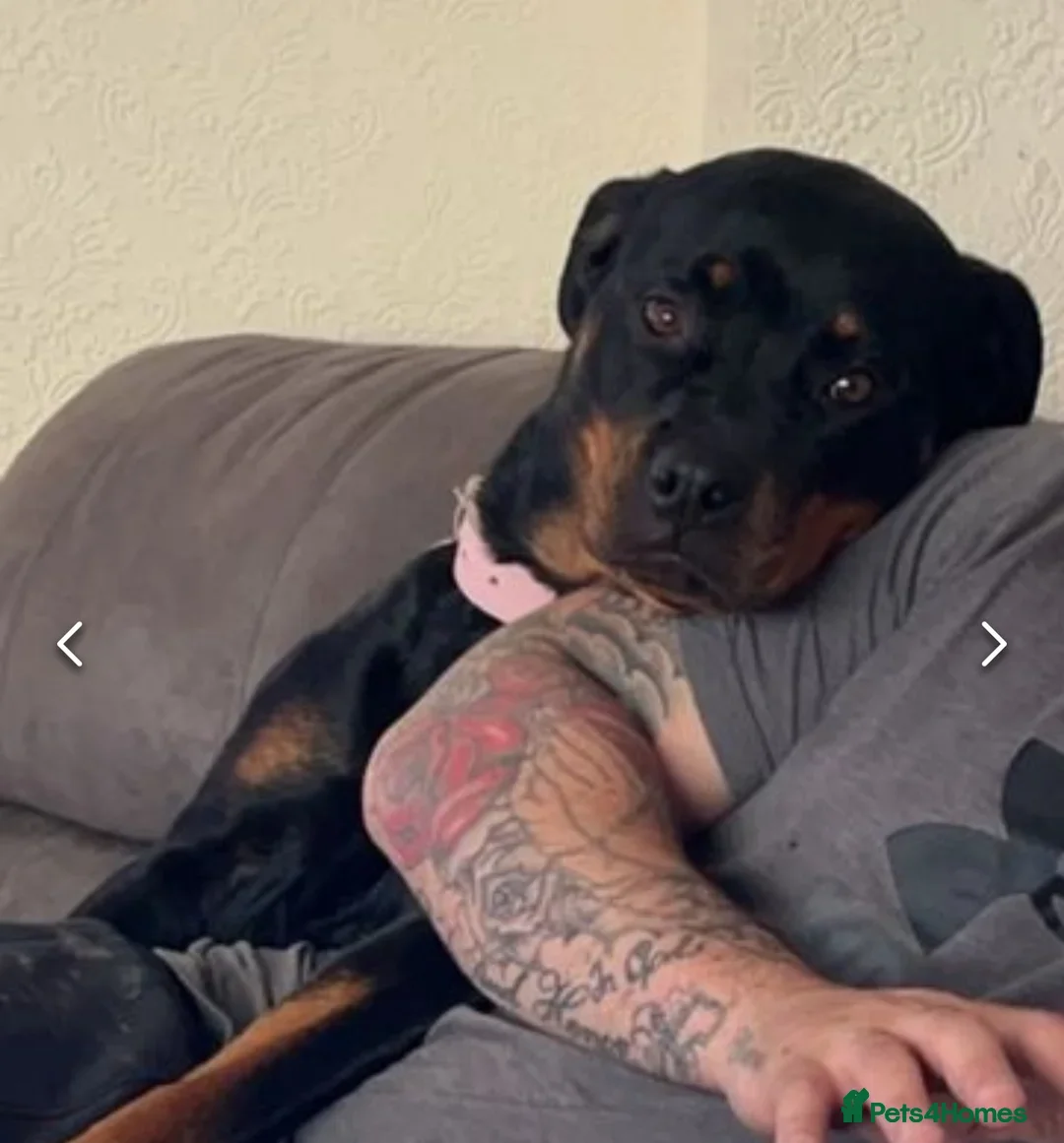 Rottweiler dogs for sale: Rottweiler girl for rehome - Image 9