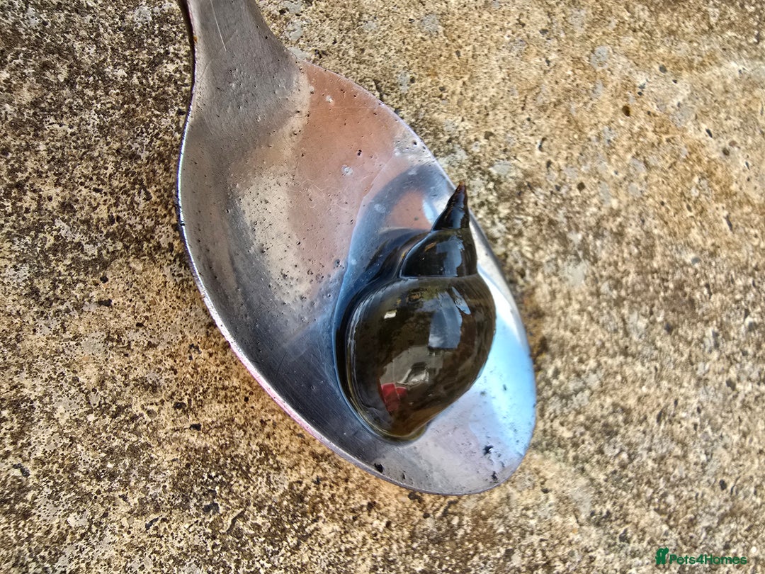 Snails invertebrates for sale: Great Pond snails Lymnaea Stagnalis - Image 1
