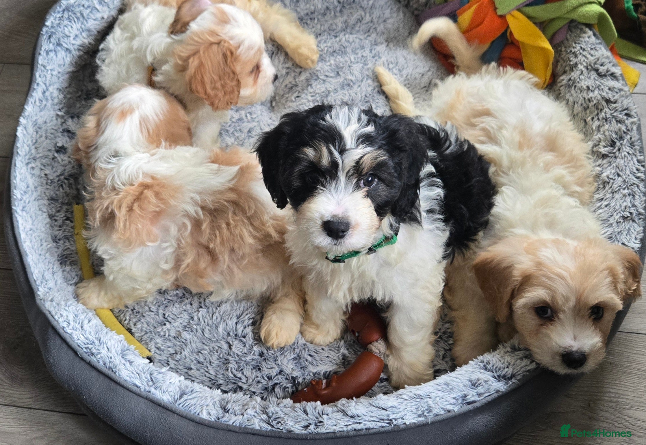 Cavachon dogs Gorgeous Cavachon puppies - Advert 1
