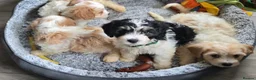Cavachon dogs for sale: Gorgeous Cavachon puppies - Advert 12