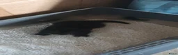 Mixed Breed cats for sale: 2 female kittens ready go now  - Advert 6