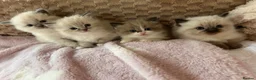 Ragdoll cats for sale: Ragdoll Kittens TICA 2 Boys Seal Blue  - Advert 13