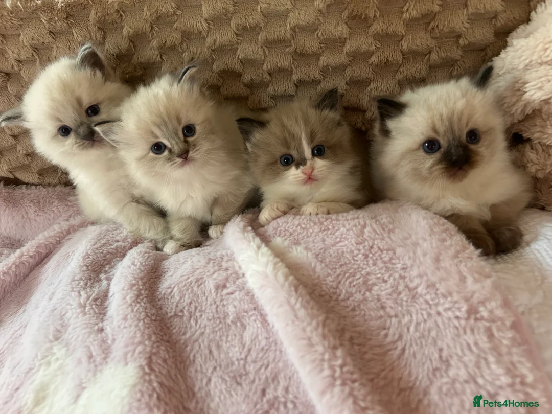 Ragdoll cats for sale: Ragdoll Kittens TICA 2 Boys Seal Blue  - Advert 13