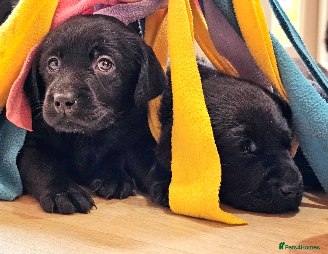 Labrador Retriever dogs for sale: 7 STUNNING BLACK LABRADOR PUPPIES - Image 8