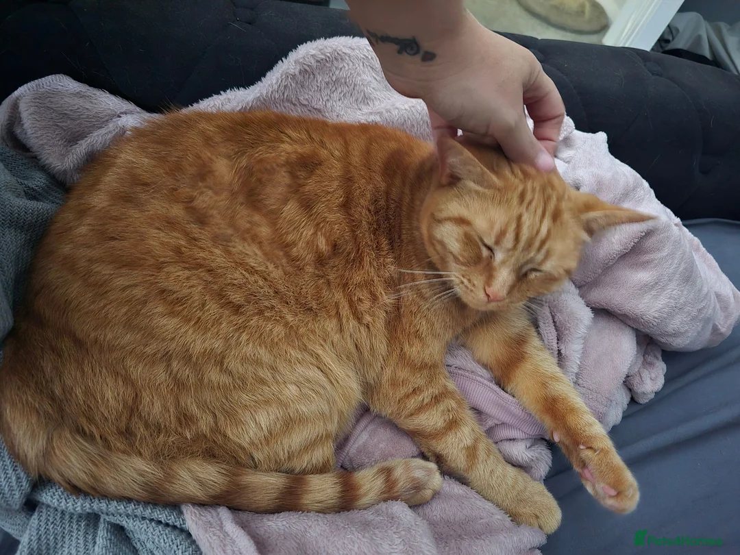 British Shorthair cats for sale: Female looking for home - Advert 2