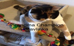 British Shorthair cats for sale: Fabulous mini Dad boy! GCCF IGrCh, GrCh & Ch lines - Image 23