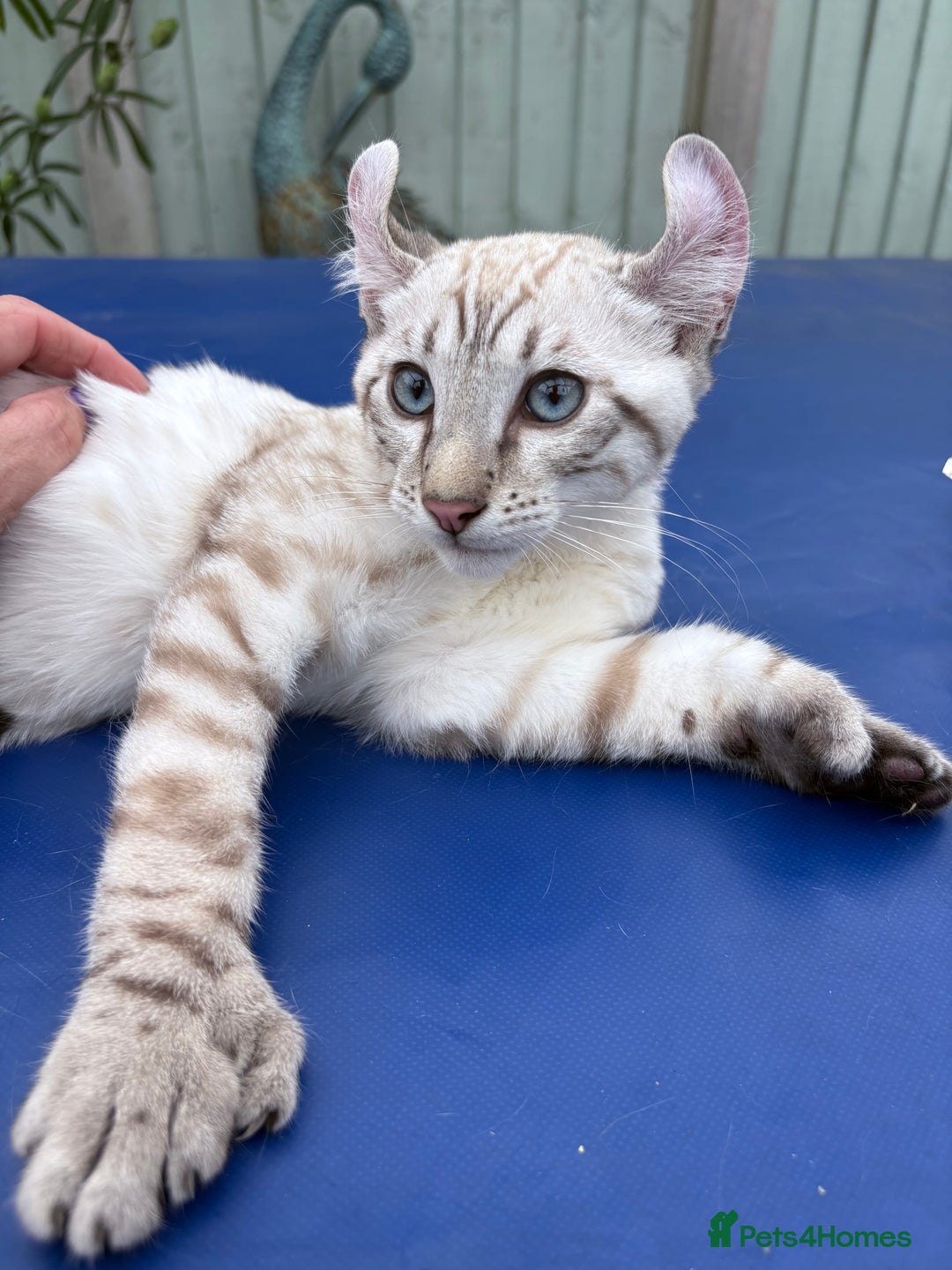 Keetso cats for sale: The best Keetso boy ever  - Image 25