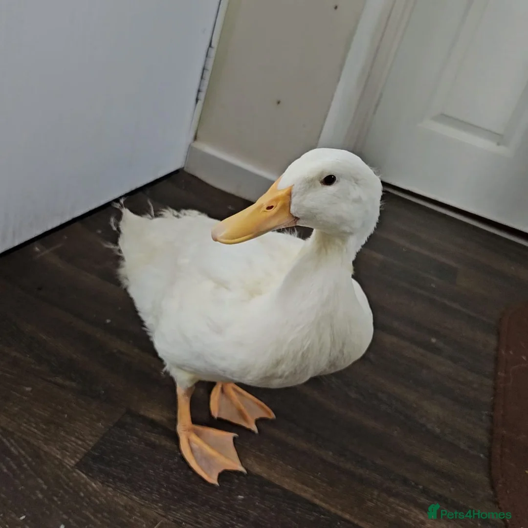 Mixed Breed livestock for sale: 🐔🐦 Ducks & Egg-Laying Chickens  – Birmingham - Advert 3