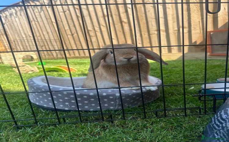 Mini Lop rabbits - Advert 3