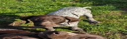 German Shorthaired Pointer dogs for sale: Last two remaining... in York - Advert 21