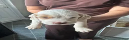 Cocker Spaniel dogs for sale: Lemon and white boy - Advert 5