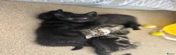 Mixed Breed cats for sale: Two black/Tabby kittens  in Exeter - Advert 5