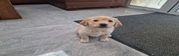 Labrador Retriever dogs for sale: Labrador very cute and playful puppies  - Advert 14
