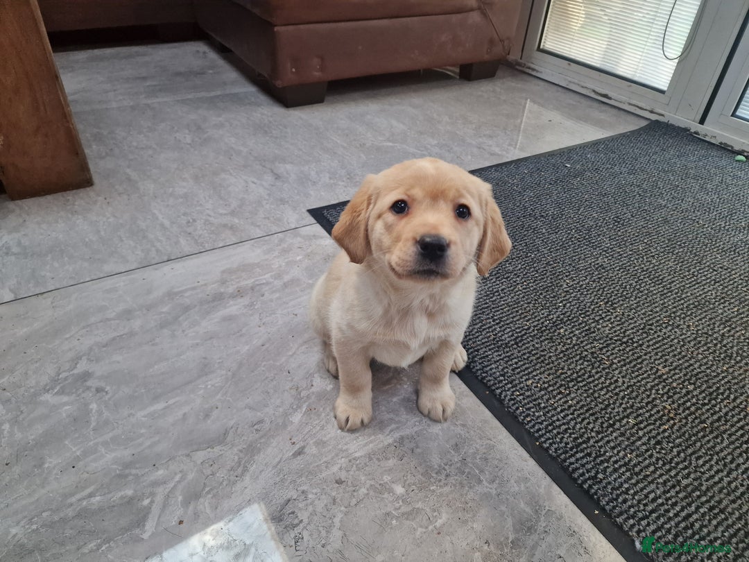Labrador Retriever dogs for sale: Labrador very cute and playful puppies  - Advert 14