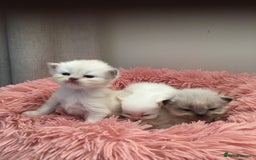Persian cats for sale: Persians with beautiful features 4 AVAILABLE - Advert 13