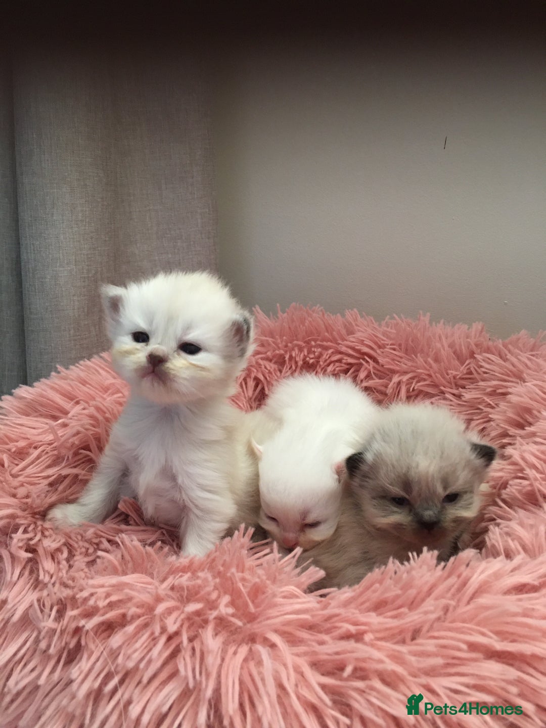 Persian cats for sale: Persians with beautiful features 4 AVAILABLE - Advert 13