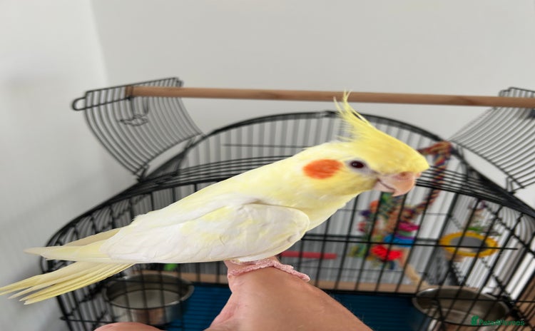Cockatiels birds - Advert 17