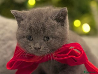 British Shorthair cats ✨British Shorthair GCCF 5 generation Pedigree✨ - Advert 1