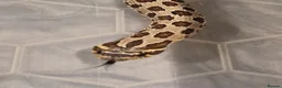 Snake reptiles for sale: Normal Hognose  - Advert 3