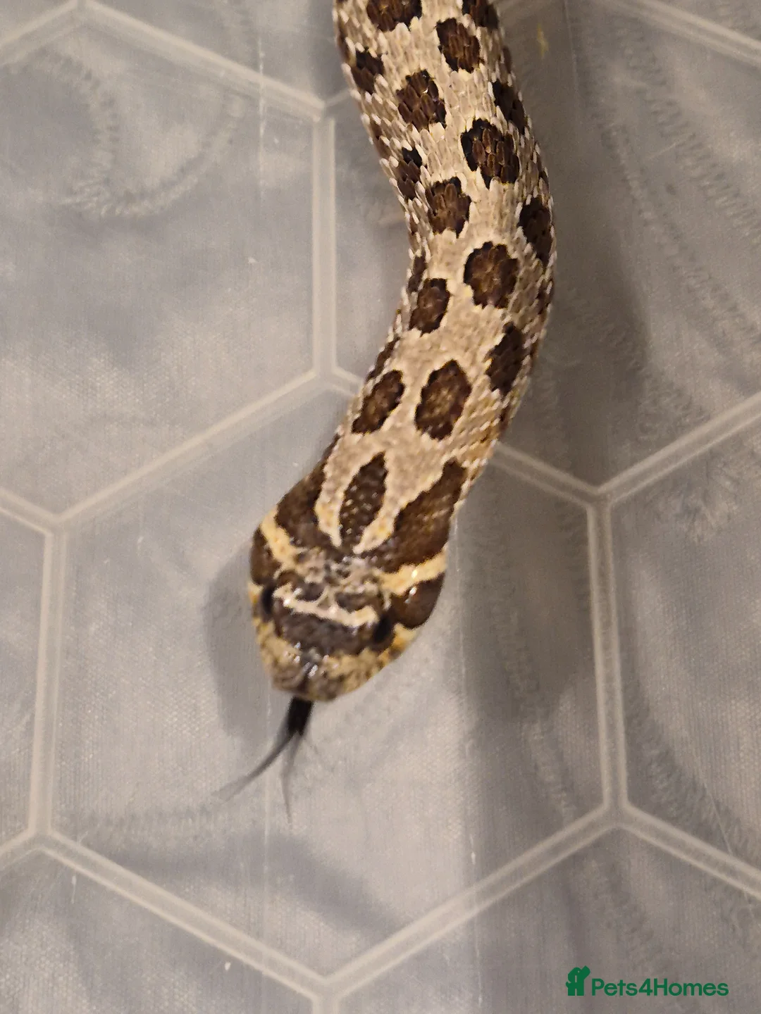 Snake reptiles for sale: Normal Hognose  - Advert 3