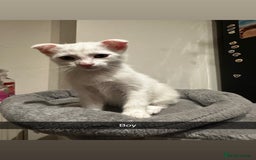 Mixed Breed cats for sale: Scottish Fold Mix with Domestic Shorthair (calico) - Image 9
