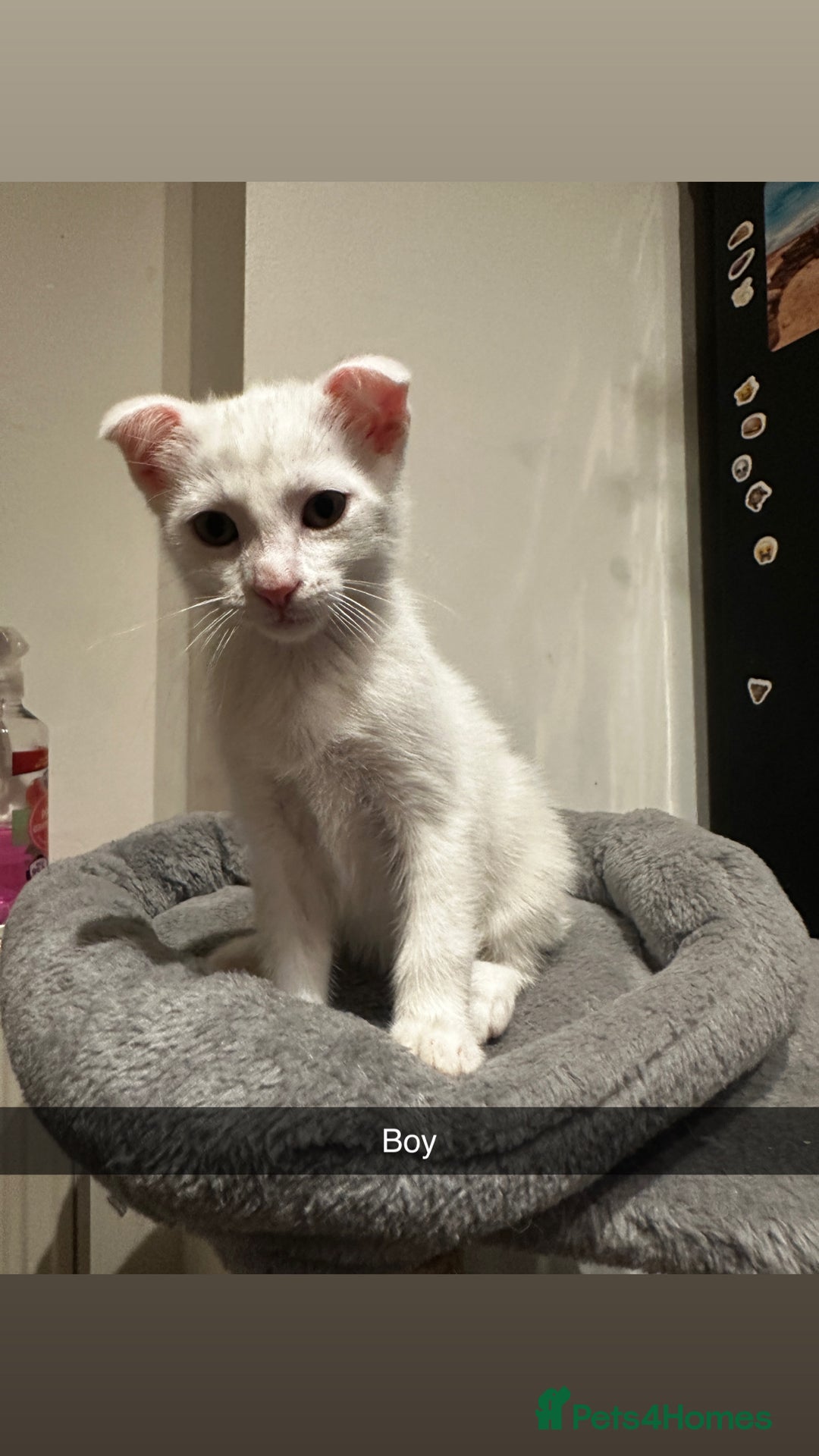 Mixed Breed cats for sale: Scottish Fold Mix with Domestic Shorthair (calico) - Image 9